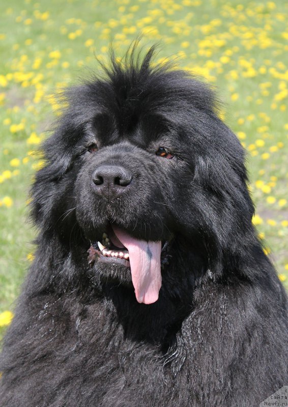 Фотография № 207101