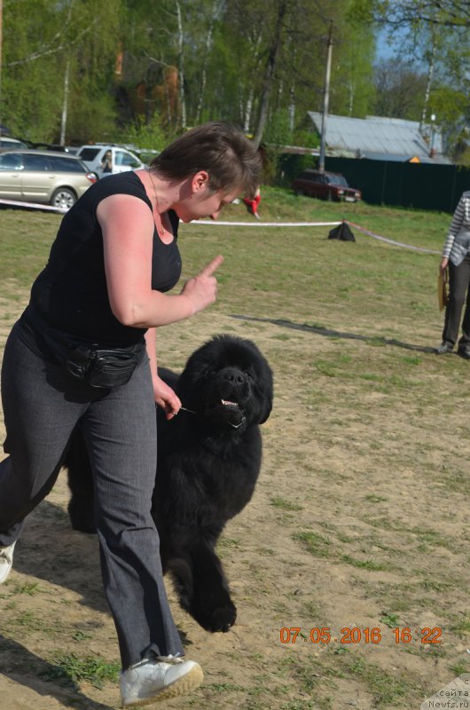Фото: ньюфаундленд Маркиз Максимельен Де Марк (Markiz Maximilien de Mark)