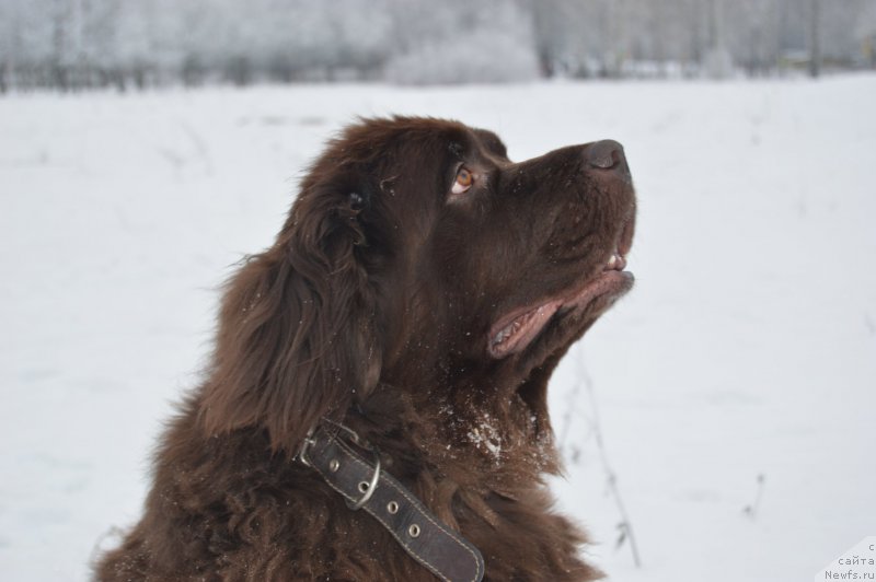Фото: ньюфаундленд Яхонтовая Звездочка