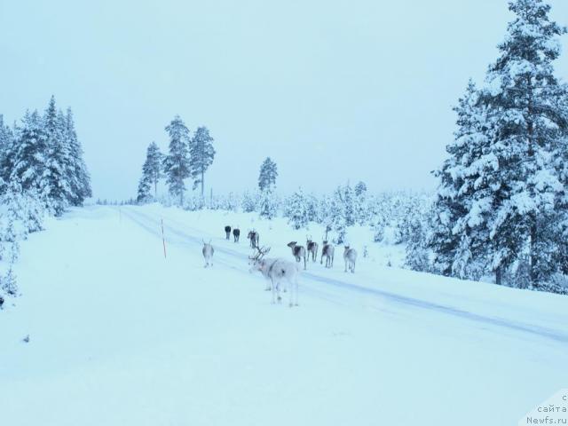 Фотография № 20711