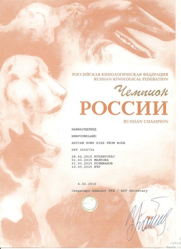 Фото: ньюфаундленд Аквиан Сонг Кисс Фром Роуз (Akvian Song Kiss from Rouz)