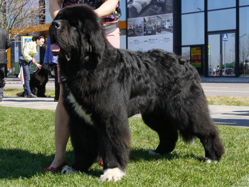 Фото: ньюфаундленд Питерньюф Омниа Винсет Амор (Piternyuf Omnia Vincet Amor)