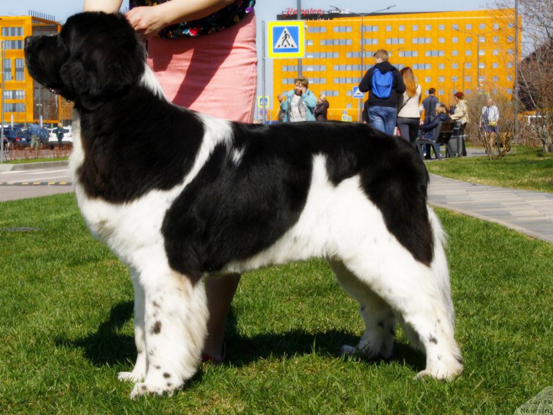 Фото: ньюфаундленд Питерньюф Банзай (Piternyuf Banzay)