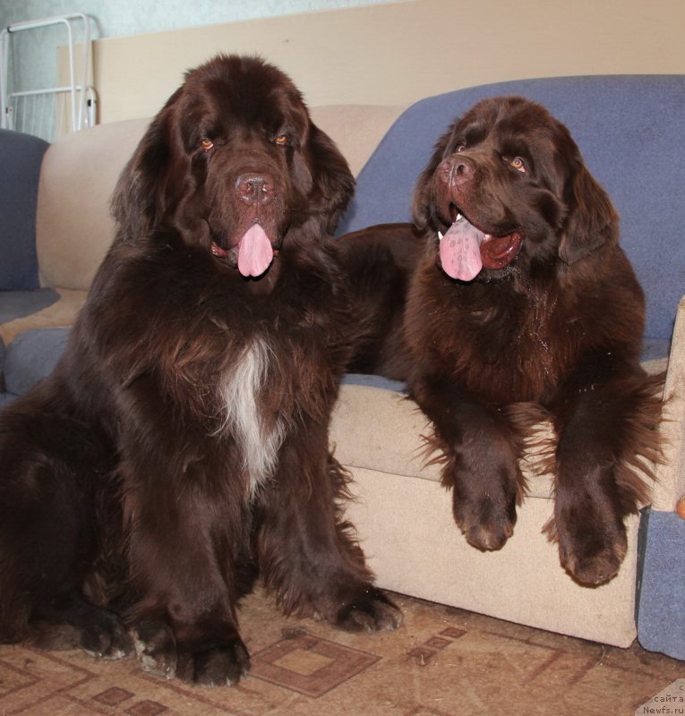 Фото: ньюфаундленд Обуш Шед Янтарный Поцелуй, ньюфаундленд Ньюфорт Ваше Величество Брабус