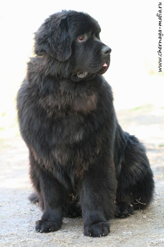 Фотография № 207136