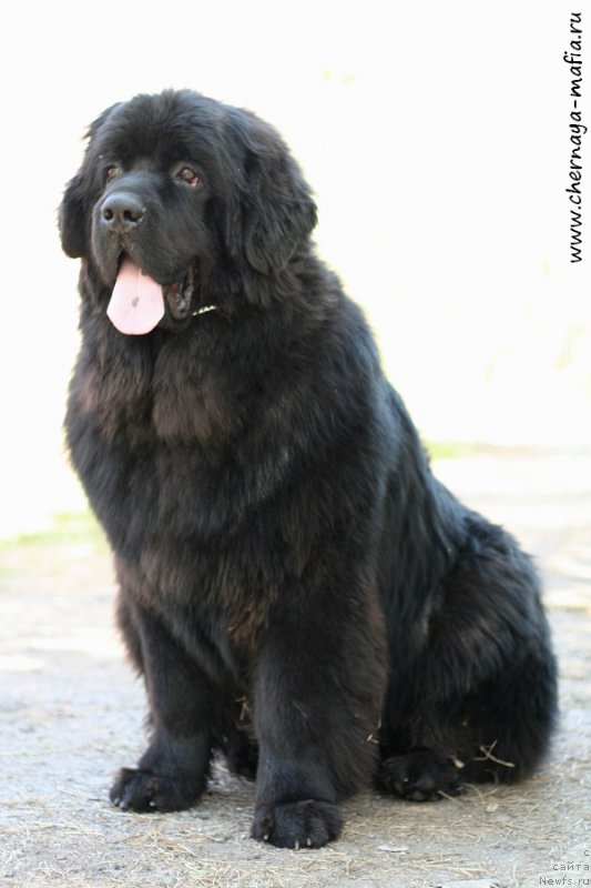 Фотография № 207137