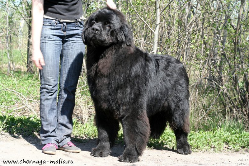 Фото: ньюфаундленд Черная Мафия Асе ин тхе Холе (Chernaya Mafia Ace in the Hole)