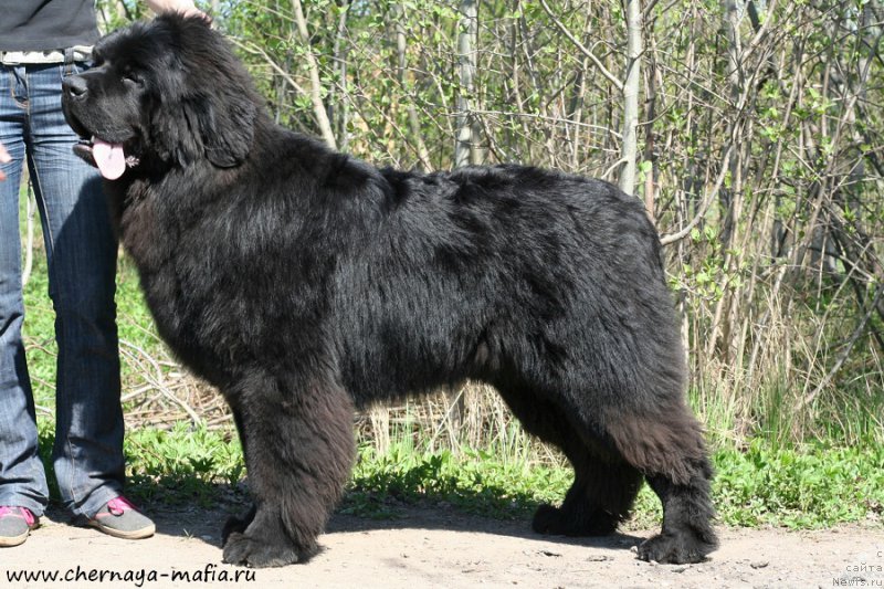 Фотография № 207143