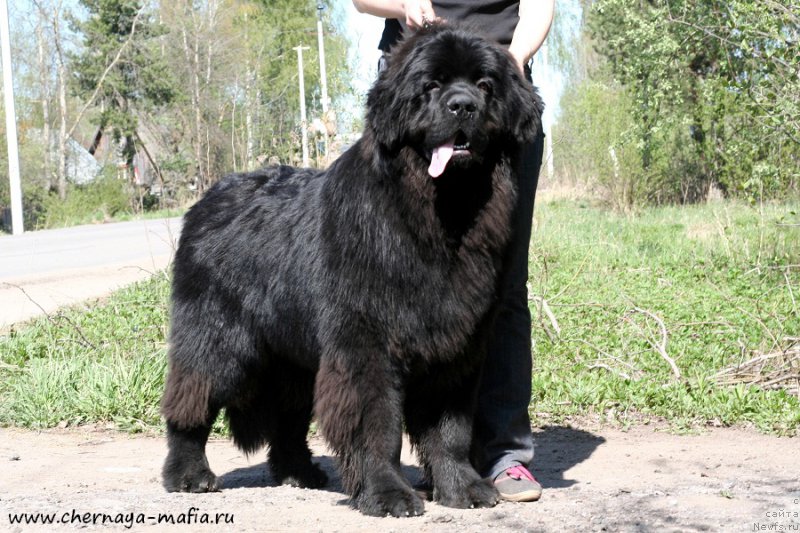 Фотография № 207145