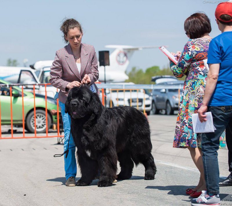 Фото: ньюфаундленд Бегущая по Волнам Чек Пойнт