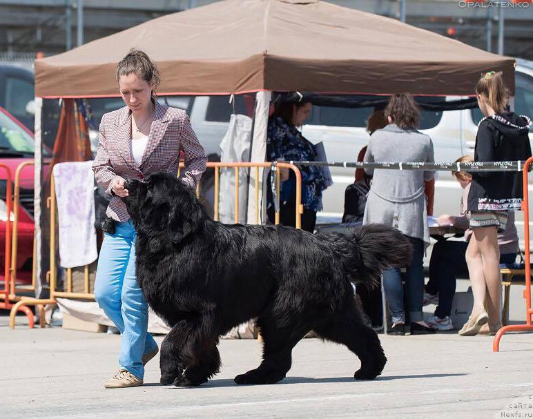 Фото: ньюфаундленд Бегущая по Волнам Чек Пойнт