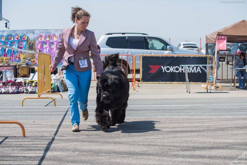 Фото: ньюфаундленд Бегущая по Волнам Чек Пойнт
