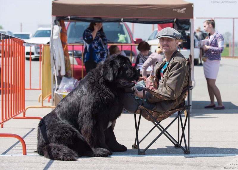 Фото: ньюфаундленд Бегущая по Волнам Чек Пойнт