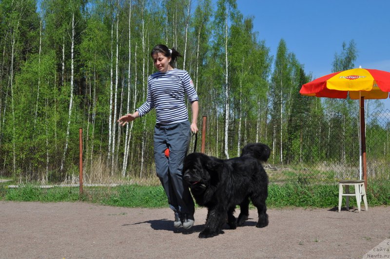 Фото: ньюфаундленд Смигар Ливерпульский Четвертак (Smigar Liverpulsiy Chetvertak), Екатерина Заславская