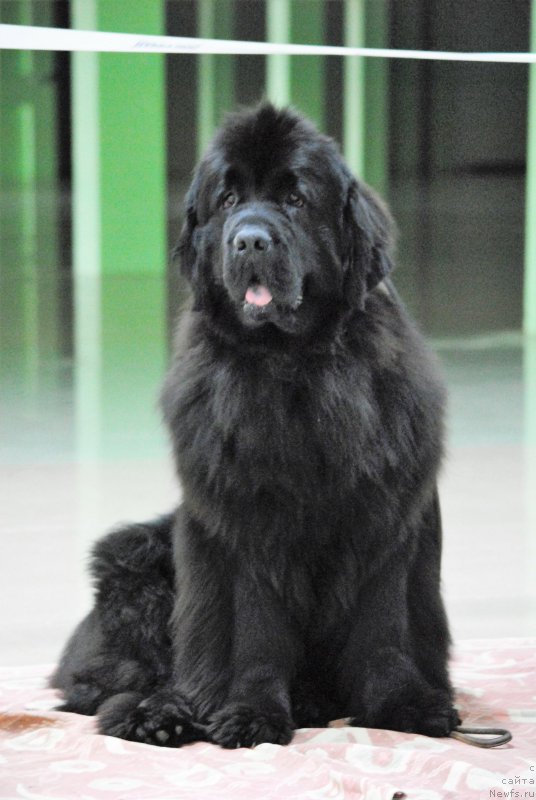 Фото: ньюфаундленд Хариетта Ембодимент оф а Греат Претендер (Harrieta Embodiment of a Great Pretender)