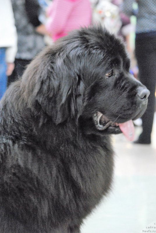 Фото: ньюфаундленд Хариетта Ембодимент оф а Греат Претендер (Harrieta Embodiment of a Great Pretender)