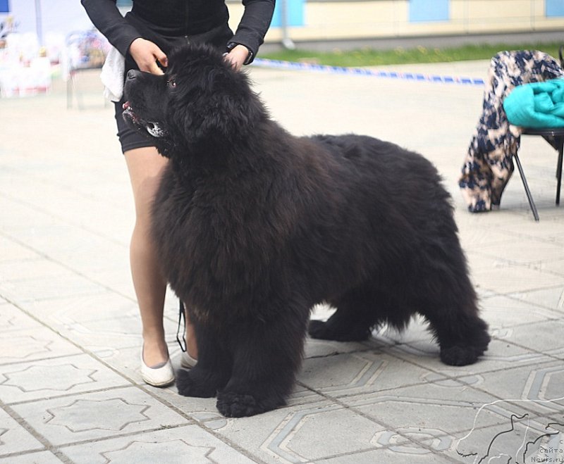 Фотография № 207171