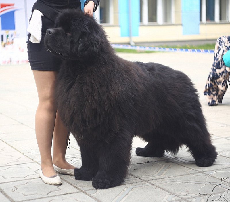 Фотография № 207172