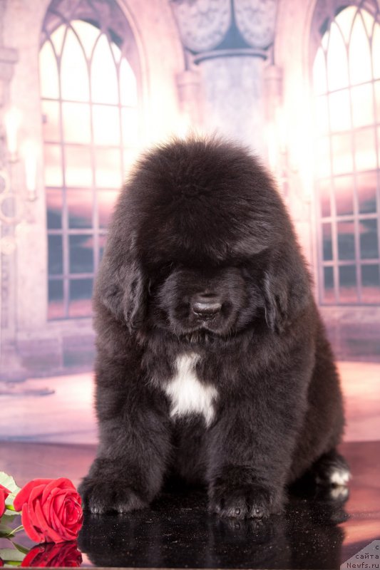 Фото: ньюфаундленд Corporevaill Dom Perignon