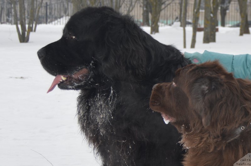 Фото: ньюфаундленд Валмонд Победитель (Valmond Pobeditel), ньюфаундленд Яхонтовая Звездочка