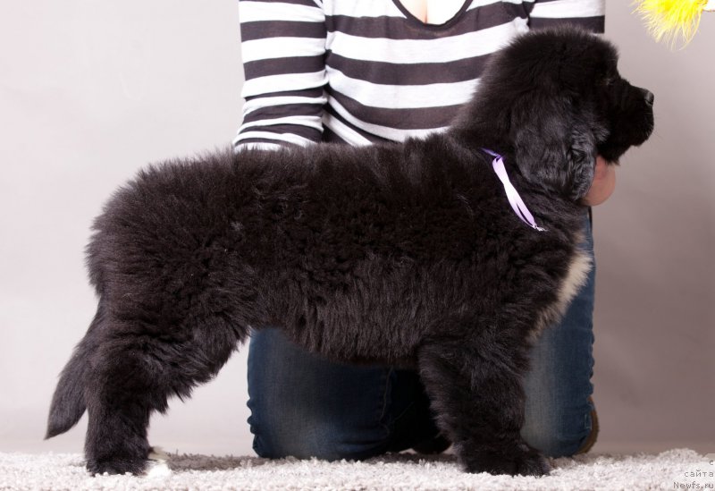 Фото: ньюфаундленд Corporevaill Daenerys