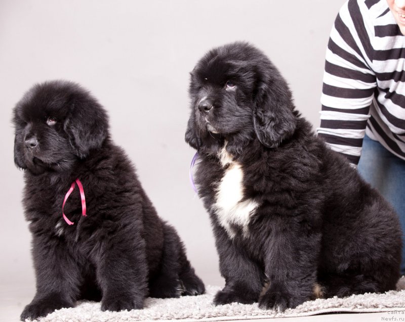 Фото: ньюфаундленд Corporevaill Daenerys, ньюфаундленд Corporevaill Do it Forever