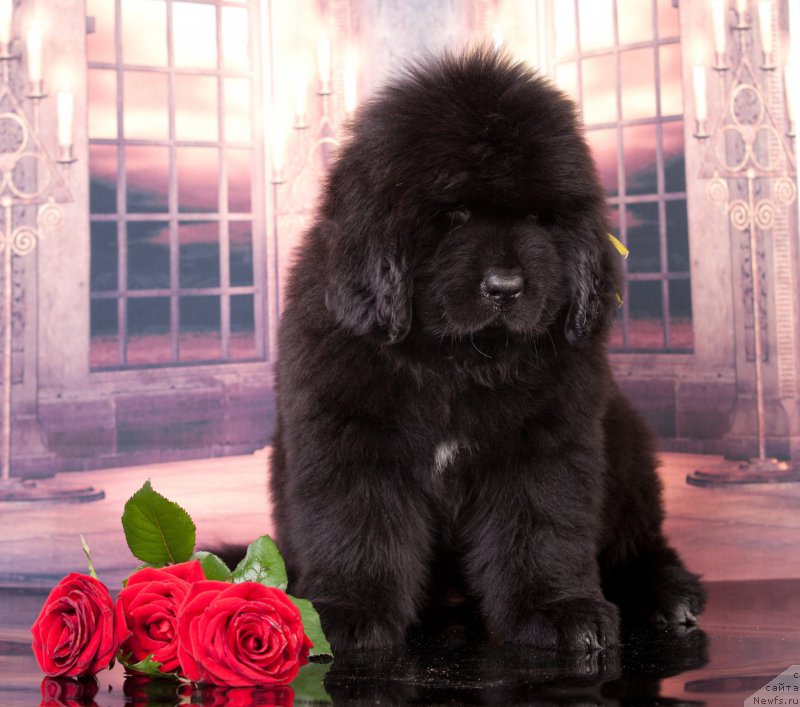 Фото: ньюфаундленд Corporevaill Definitely Yes