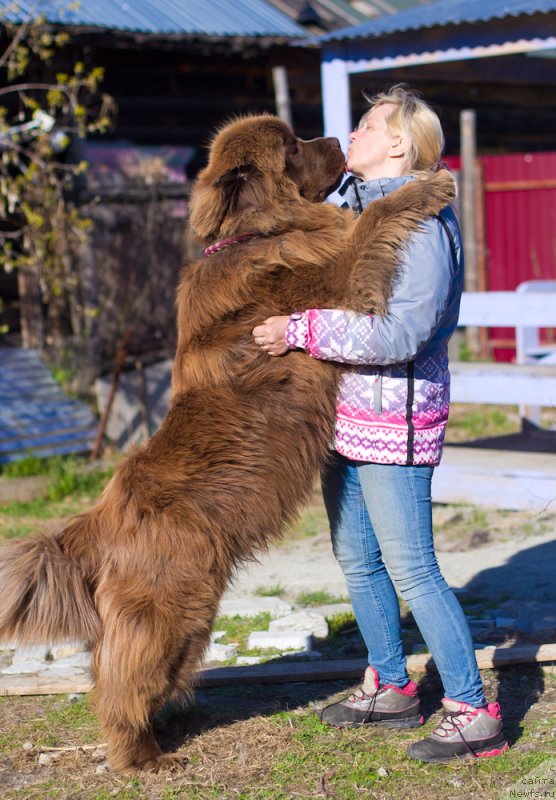Фото: ньюфаундленд Браунблад МСК Хаким Голд Хайдар (Brownblood MSK Hakim Gold Haydar)