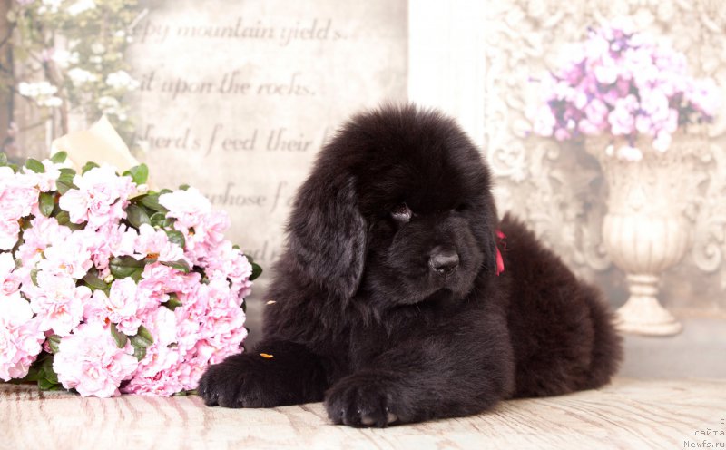 Фото: ньюфаундленд Corporevaill Do it Forever