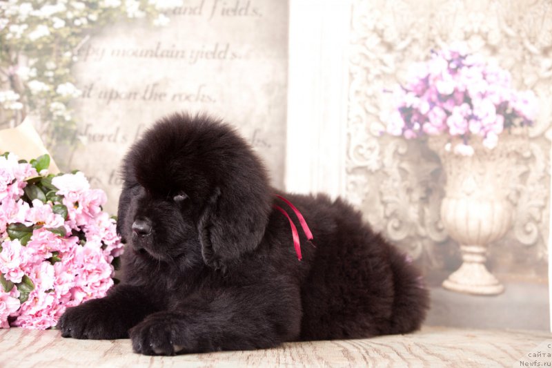 Фото: ньюфаундленд Corporevaill Do it Forever