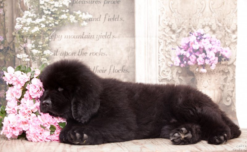 Фото: ньюфаундленд Corporevaill Do it Forever