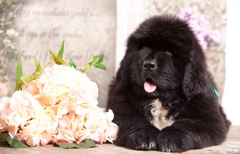 Фото: ньюфаундленд Corporevaill Diamond of my Soul