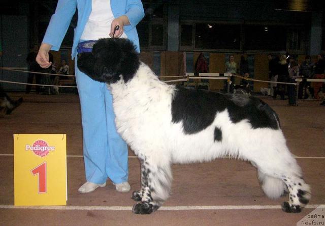 Фото: ньюфаундленд Супер Бизон Арго (Super Bizon Argo)