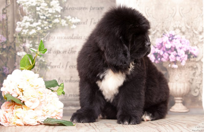 Фото: ньюфаундленд Corporevaill Diamond of my Soul