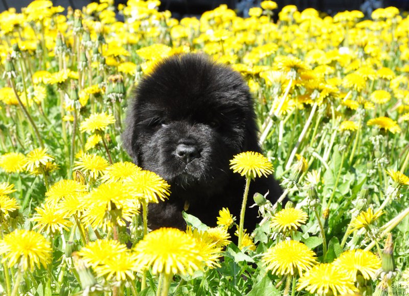 Фото: Бегущая по волнам Гугл