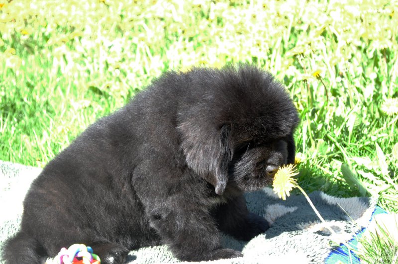 Фото: Бегущая по волнам Гугл