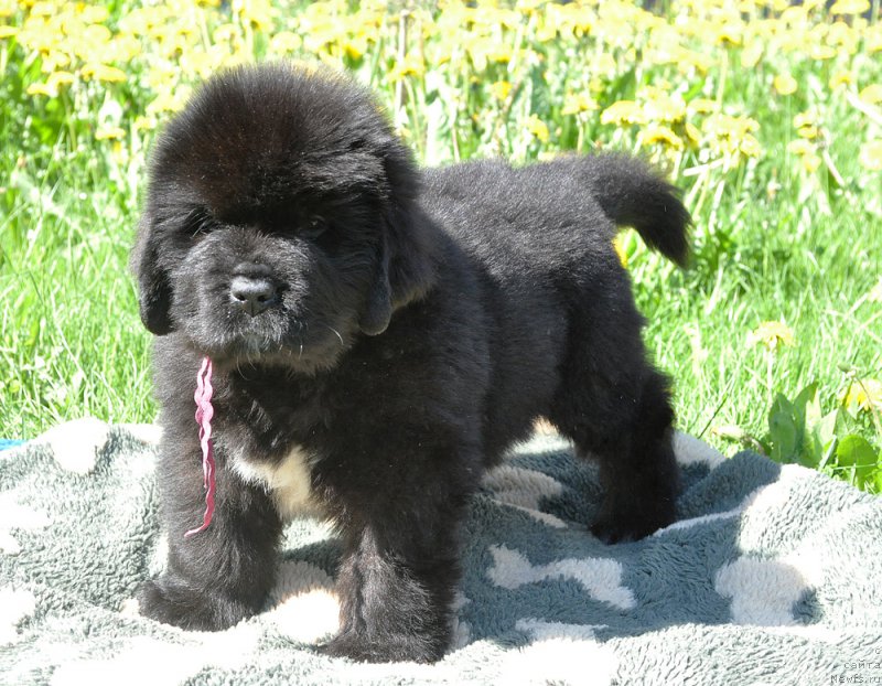 Фото: Бегущая по волнам Гугл