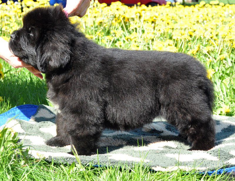 Фото: Бегущая по волнам Гугл