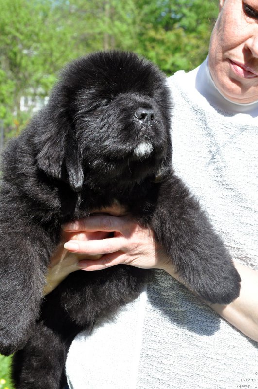 Фотография № 207219