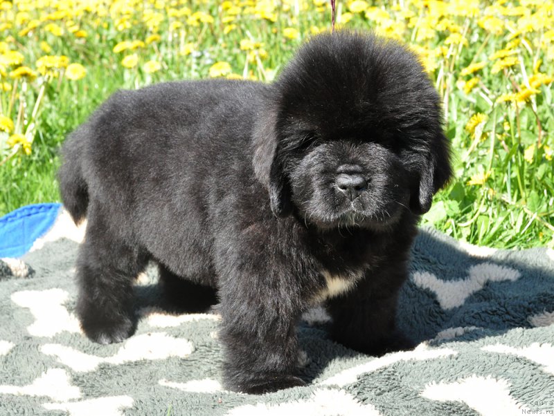 Фото: Бегущая по волнам Гугл