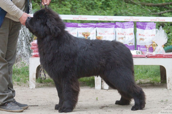 Фотография № 207226