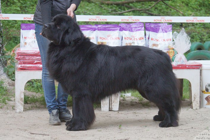 Фотография № 207229