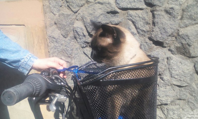 Фотография № 207230