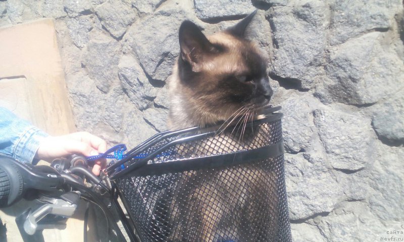 Фотография № 207231