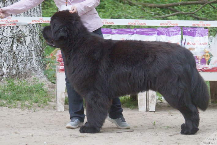 Фотография № 207234