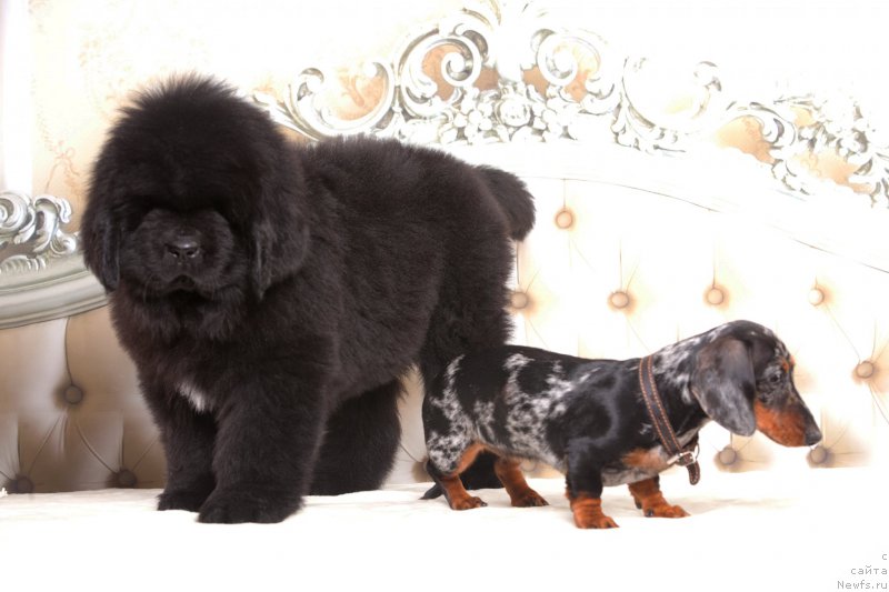 Фото: ньюфаундленд Corporevaill Dreams Come True