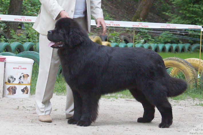 Фотография № 207240