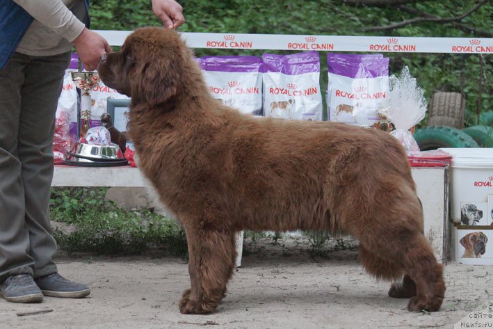 Фотография № 207242