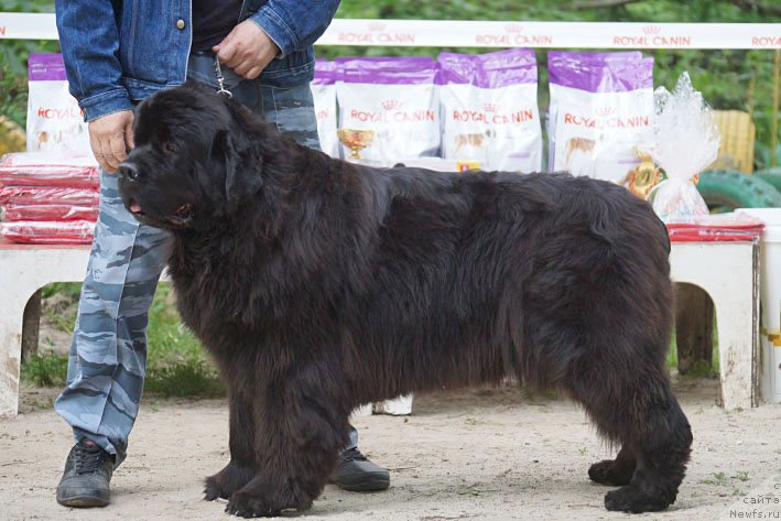 Фотография № 207244