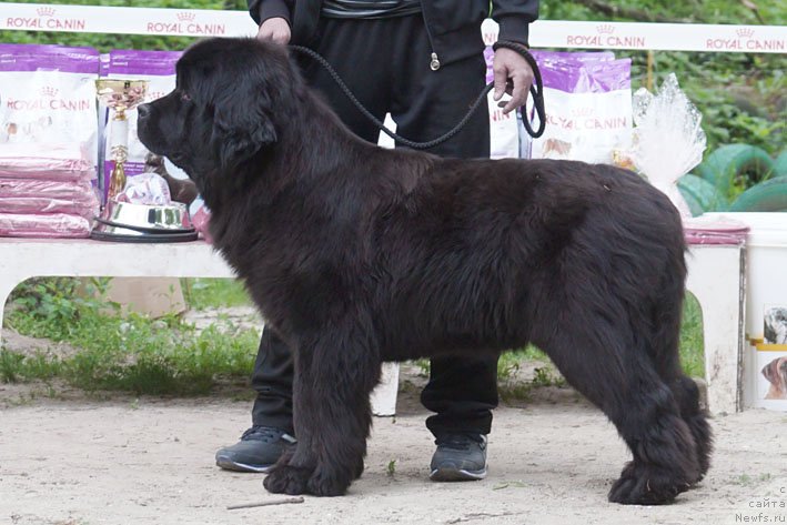 Фотография № 207245